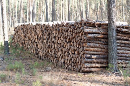 forest trunk pine