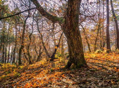 forest tree nature