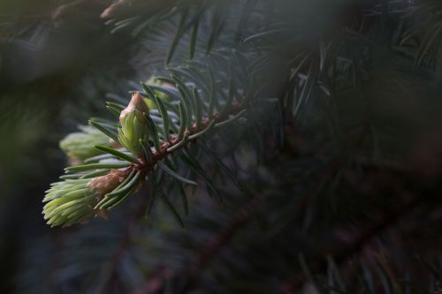 forest dawn bud