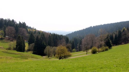 forest meadow sky