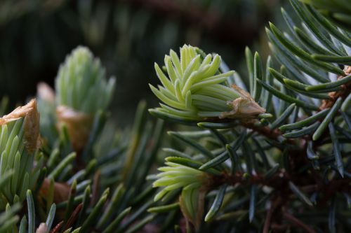 forest dawn bud