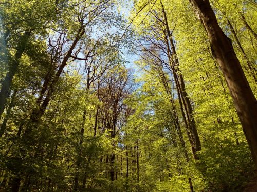 forest bavaria trees