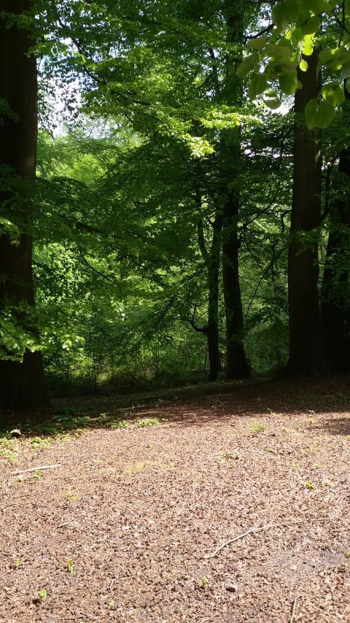 forest nature summer