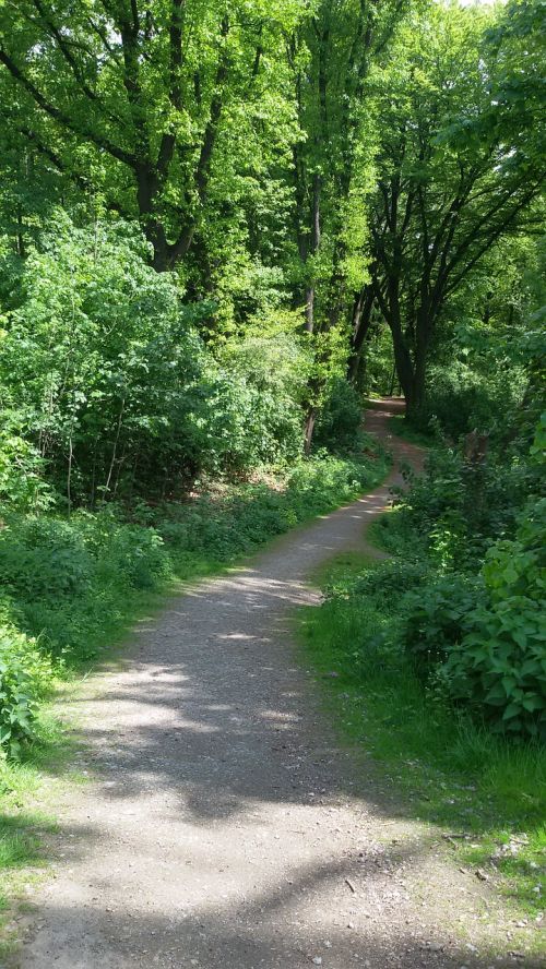 forest nature summer