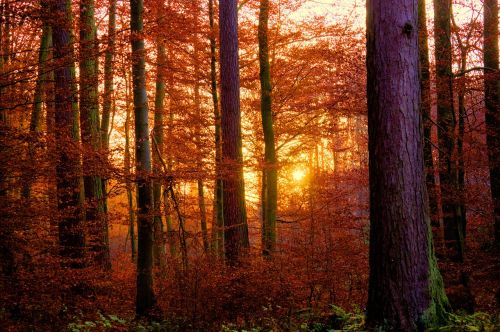 forest sunset abendstimmung