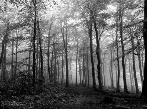 forest black white