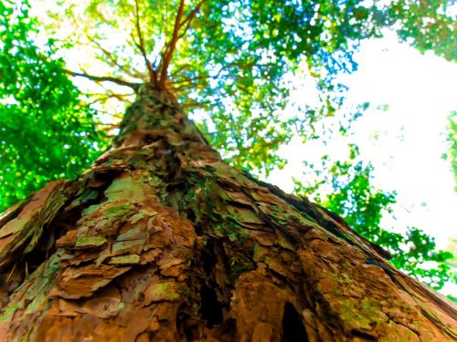 forest tall tree