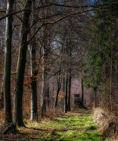 forest away promenade