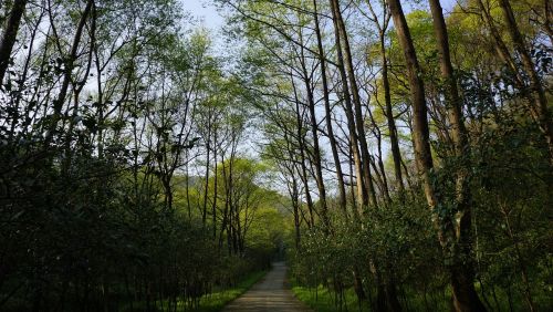 forest natural green plants