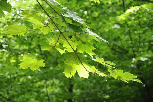 forest tree nature