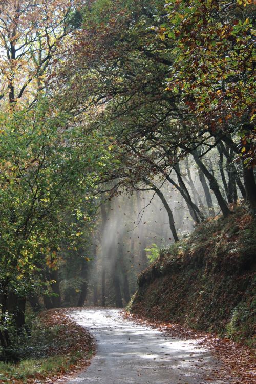 forest leaves autumn