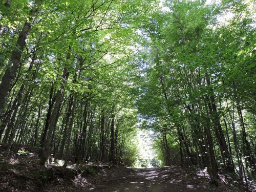 forest summer wood