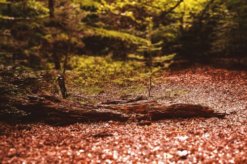 forest color nature