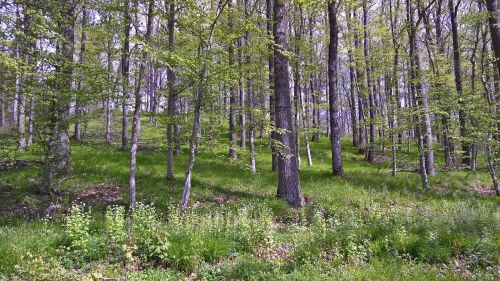 forest trees nature