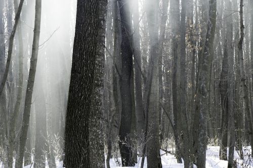 forest nature winter