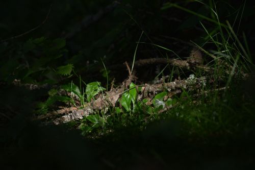 forest nature wood