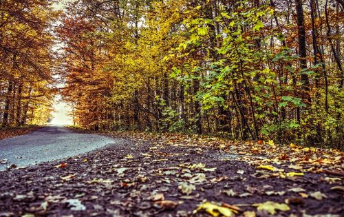 forest way foliage