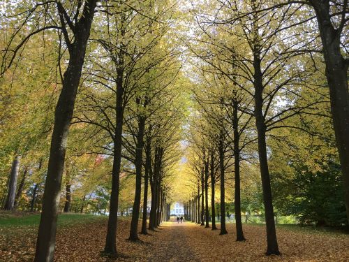 forest light trees