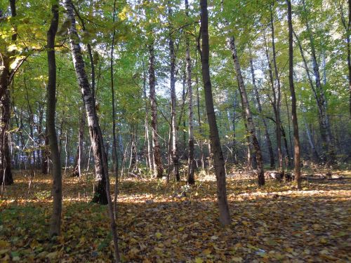 forest autumn nature