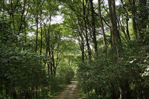 forest natural green