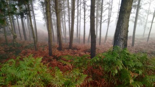 forest fog sawmill