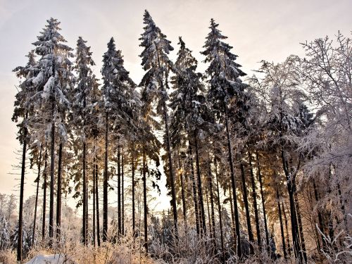 forest winter snow