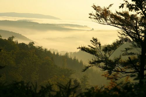 forest fog autumn