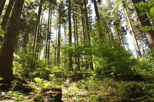 forest trees green