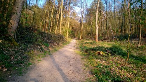 forest trees nature