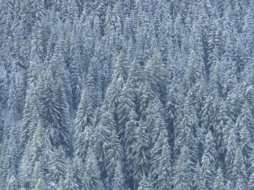 forest snow winter