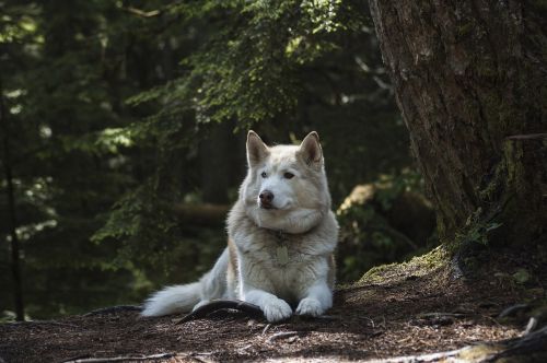 forest dog canine