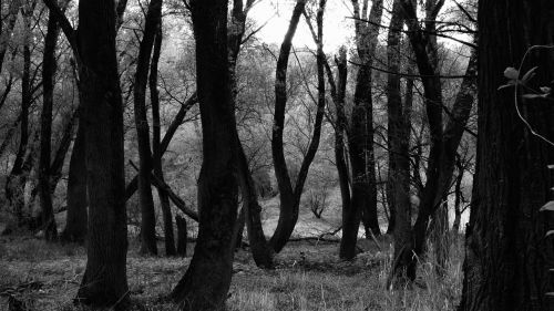 forest trees nature