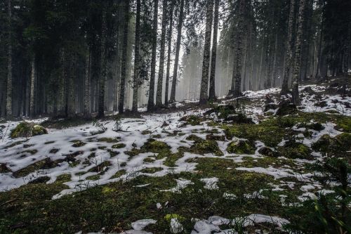 forest snow winter