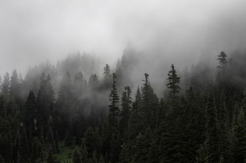 forest trees fog