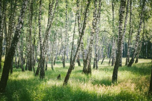 forest birch nature