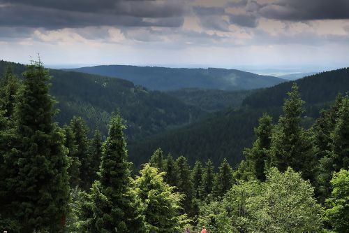 forest view distant view