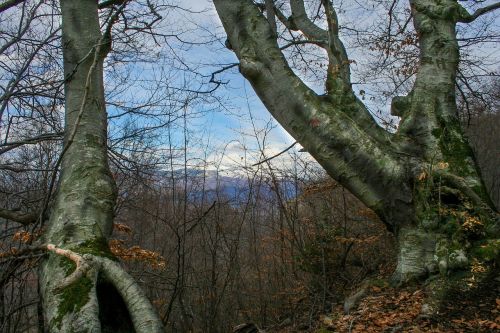 forest fall nature