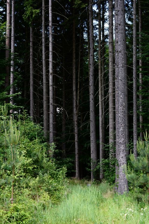 forest dark trees