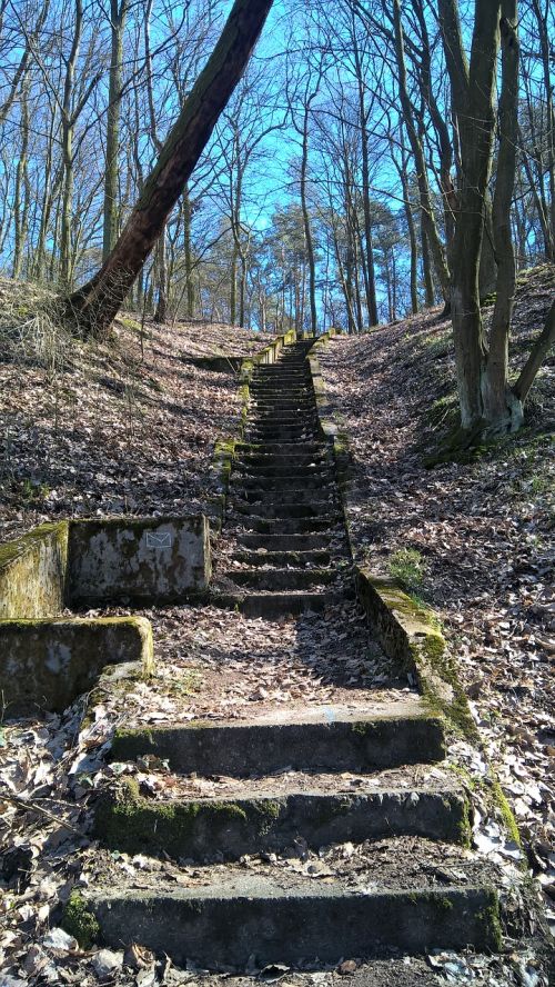 forest stairs old