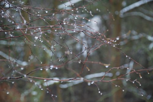 forest rain drop of water