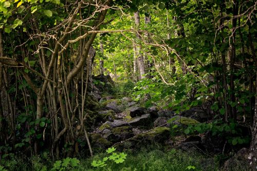 forest nature marsh