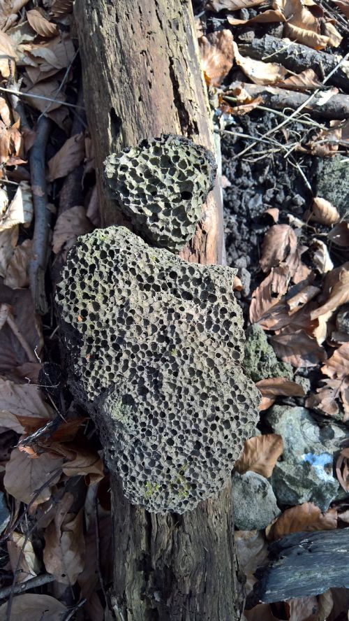 forest nature forest mushroom