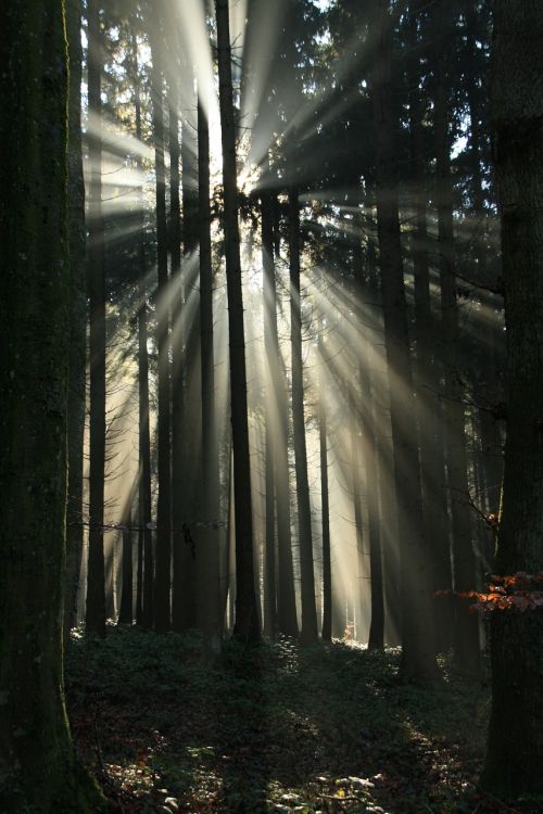 forest sunbeam fog