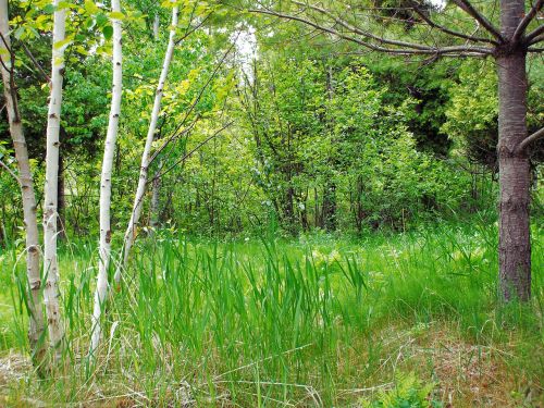 forest grass landscape