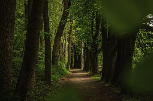 forest summer nature