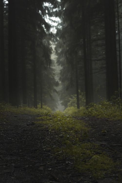forest fog trees