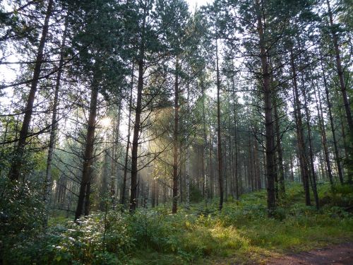 forest light nature