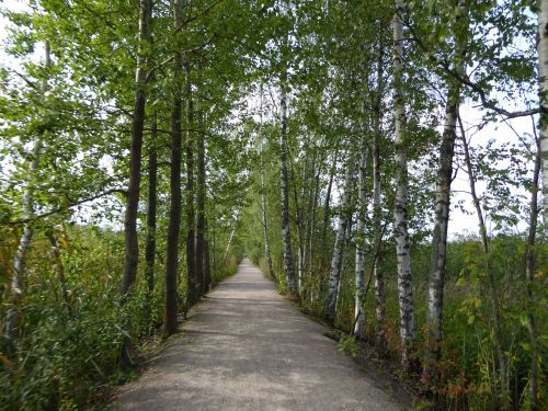 forest the path wood