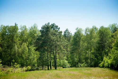 forest landscape sky