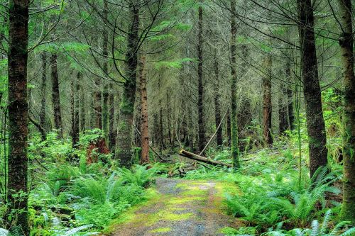 forest woods nature